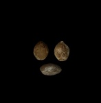 Terebratula из Саратовской Области