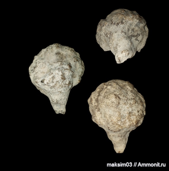 губки, Porifera