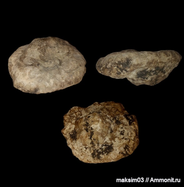 губки, Porifera, Myrmecioptychium, Coeloptychiidae, hexactinellida