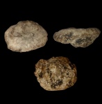 Myrmecioptychium sp.