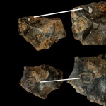 Отпечаток Гастроподы на Кремне, Straparollus