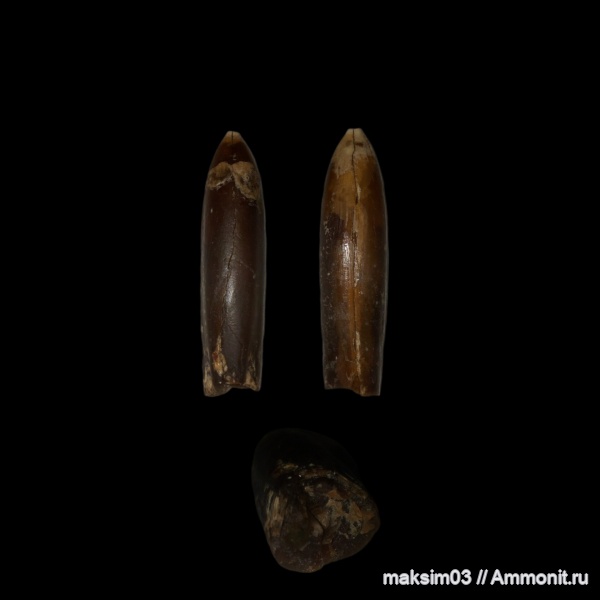 белемниты, головоногие моллюски, cephalopoda, belemnites