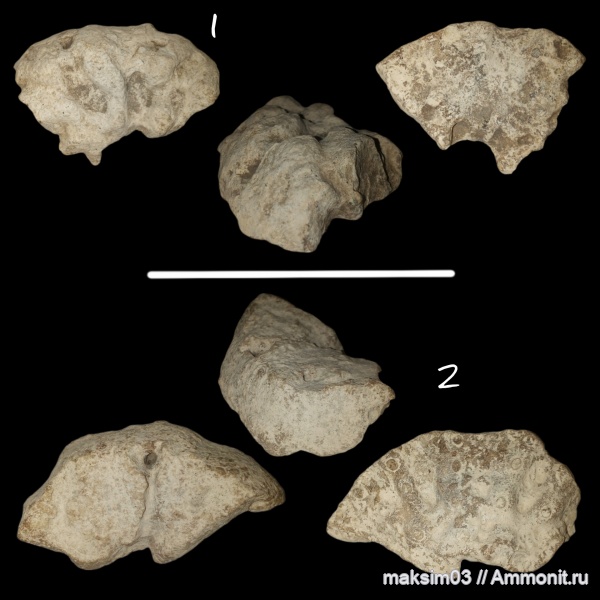 губки, мезозой, Coeloptychium, hexactinellida, Coeloptychium tenuialtus, гексактинеллиды