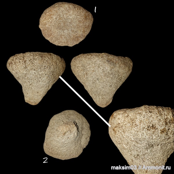 губки, Demospongia