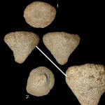 Губка Demospongia sp.