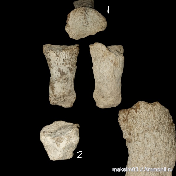 губки, мезозой, Ventriculitidae, Sororistirps, hexactinellida