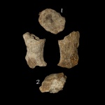 Sororistirps radiatum