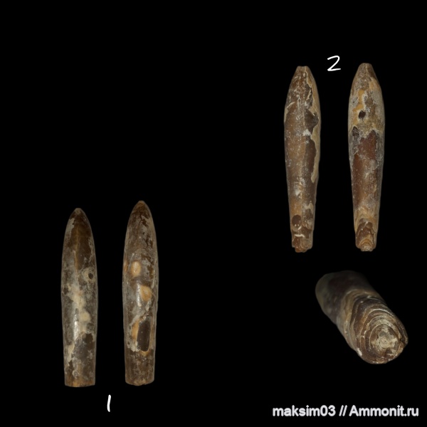 белемниты, головоногие моллюски, Hibolites, Cylindroteuthididae, Belemnopseidae