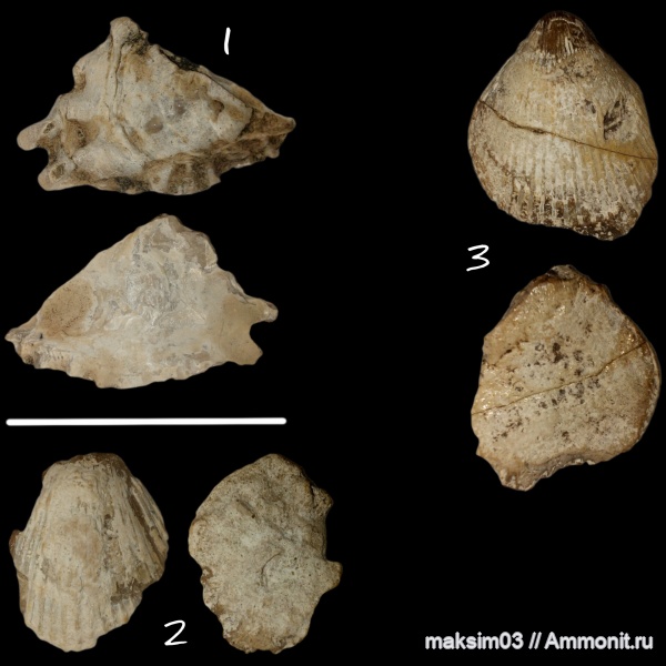моллюски, двустворчатые моллюски, Neithea, Ostrea, bivalvia, Pectinidae, Chlamys Röding