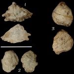 3 створки моллюсков