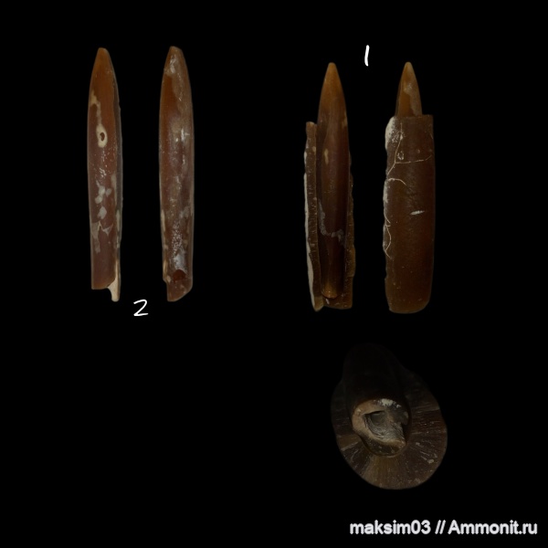 белемниты, головоногие моллюски, Neohibolites, belemnites, Belemnopseidae