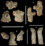 4 неопределенных губки