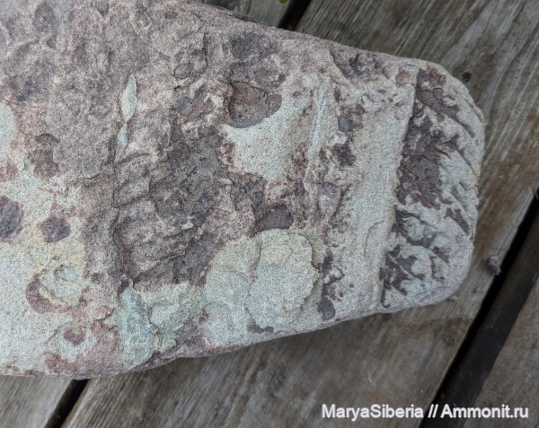 эндоцерасы, ордовикский период, силурийский период, Ангарида, Сибирская платформа