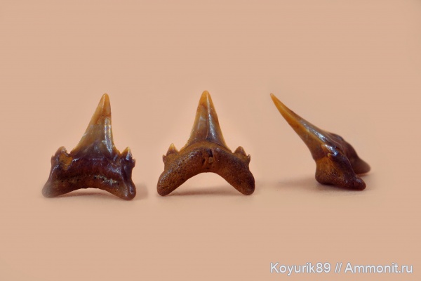 зубы акул, Carcharias
