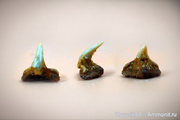 зубы, зубы акул, Squatina, Squatina prima