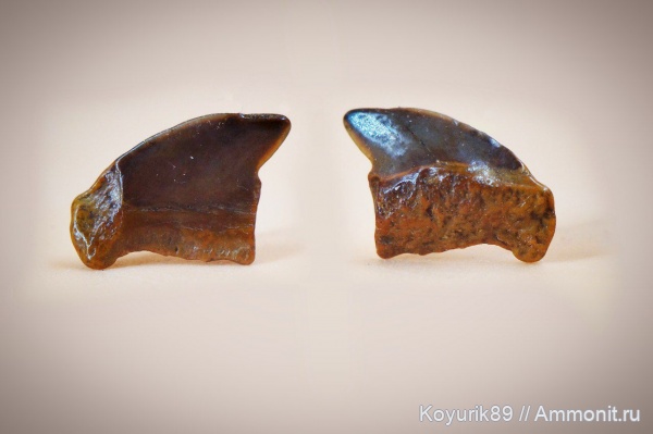 зубы, акулы, Squalicorax