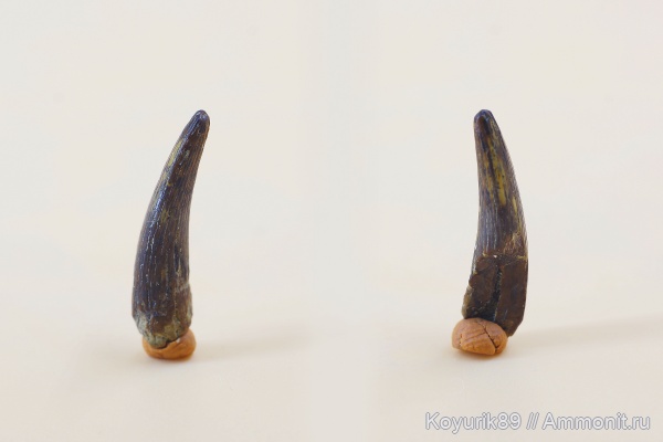 рептилии, зубы, сеноман, Elasmosauridae, Elasmosaurus, Эласмозавры