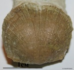 Progonambonites sp.