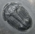 Трилобит Asaphiscus wheeleri (MEEK 1873)