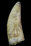 Зуб динозавра Carcharodontosaurus saharicus (Deperet and Savornin, 1925)