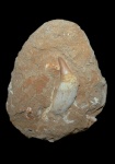 Зуб мозазавра Platecarpus ptychodon (Arambourg, 1954)