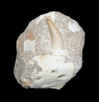 Зуб мозазавра Eremiasaurus heterodontus (LeBlanc et al., 2012)