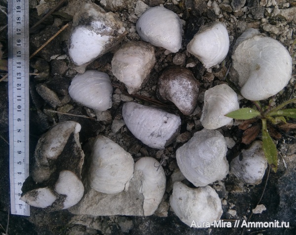 мел, мезозой, маастрихт, Gryphaea, Крым