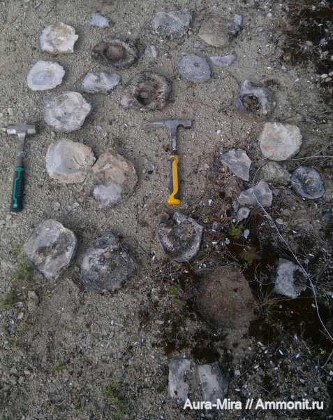 мел, мезозой, маастрихт, Крым, устрицы