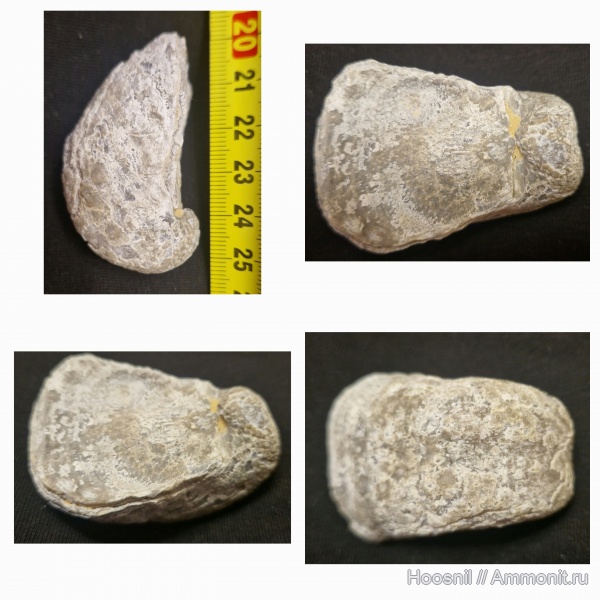 брахиоподы, беспозвоночные