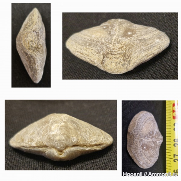 брахиоподы