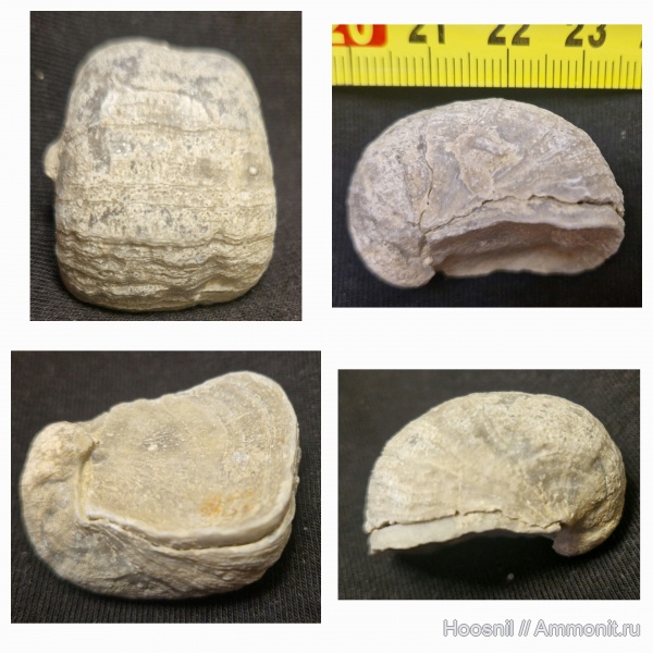 брахиоподы, Exogyra, устрицы