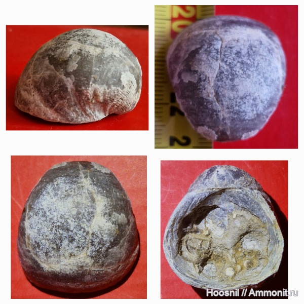 брахиоподы