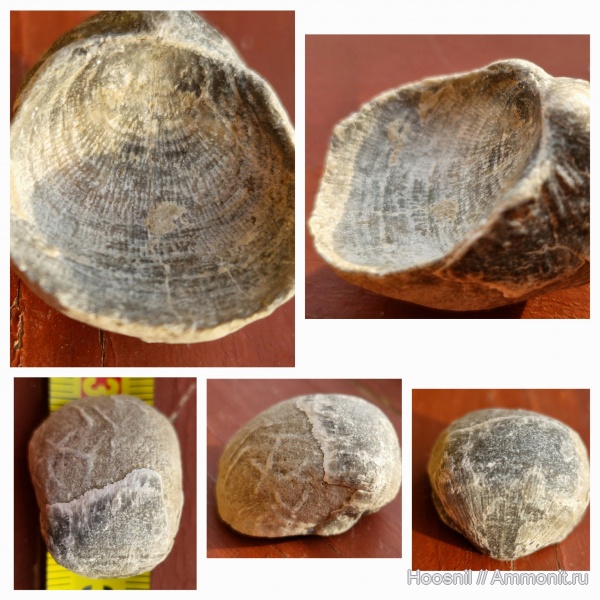 брахиоподы, беспозвоночные