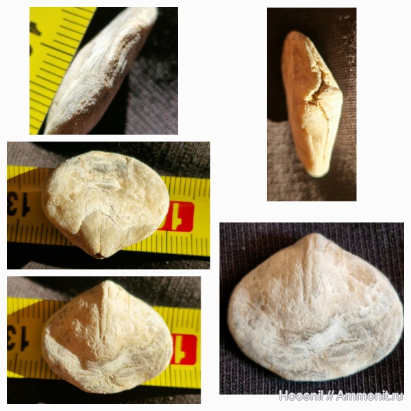 брахиоподы, беспозвоночные