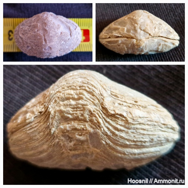 брахиоподы, беспозвоночные