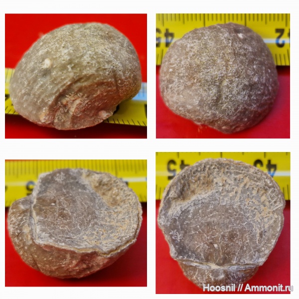 брахиоподы, беспозвоночные