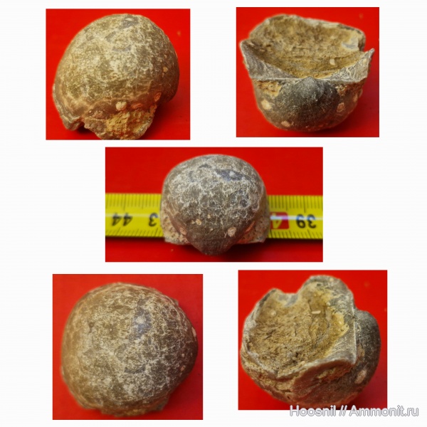 брахиоподы, беспозвоночные