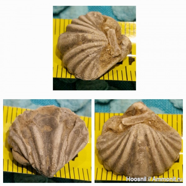 брахиоподы, беспозвоночные