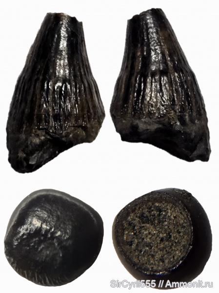 юра, зубы, зубы рыб, зубы морских рептилий