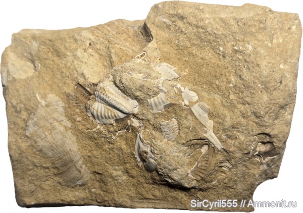 Карбон Московской области