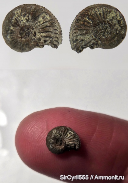 аммониты, юра, оксфорд, Amoeboceras, Капотня