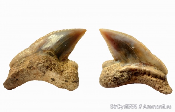 мел, Squalicorax, сеноман, зубы акул