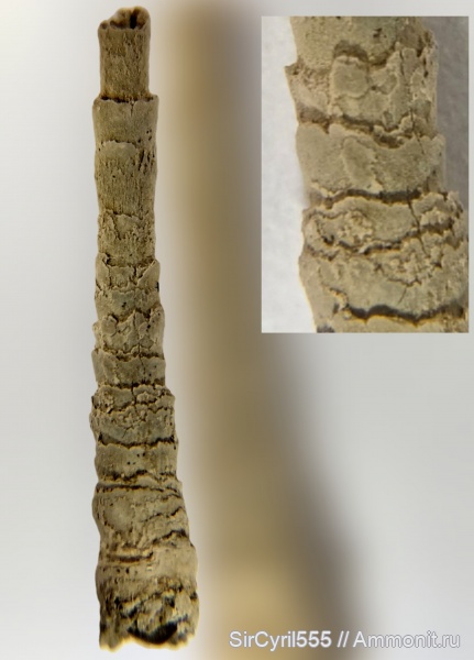 мел, сеноман, Варавино