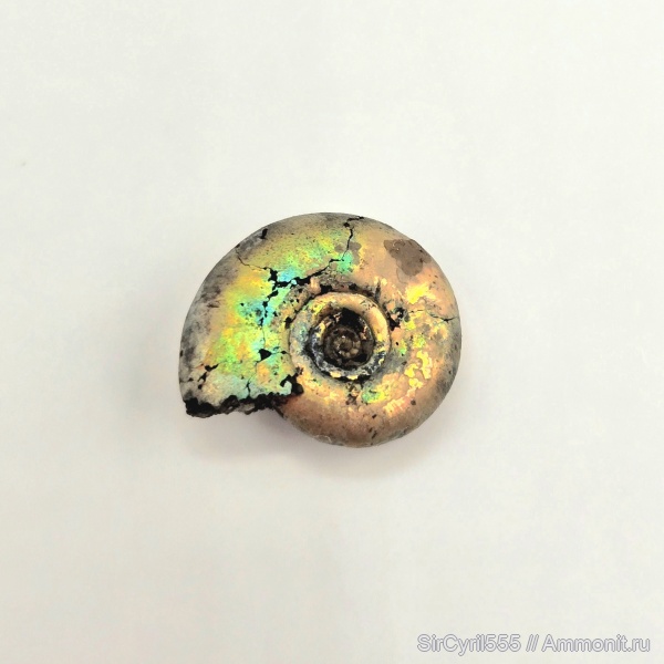 аммониты, юра, Фили