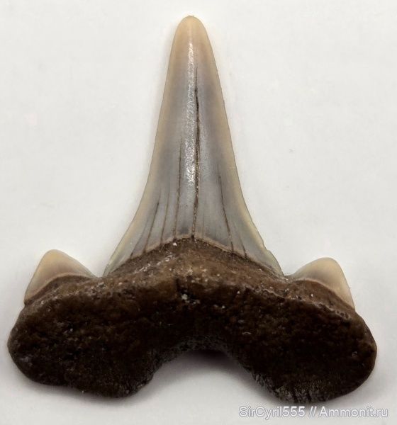 мел, Cretalamna, сеноман, зубы акул