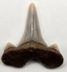 Тамбовская Cretalamna