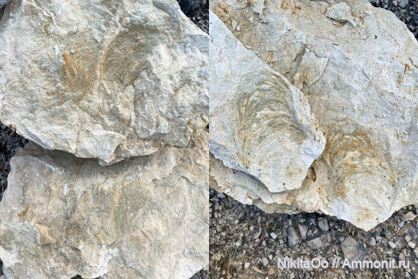 карбон, ихнофоссилии, Zoophycos, ichnofossils, carbon