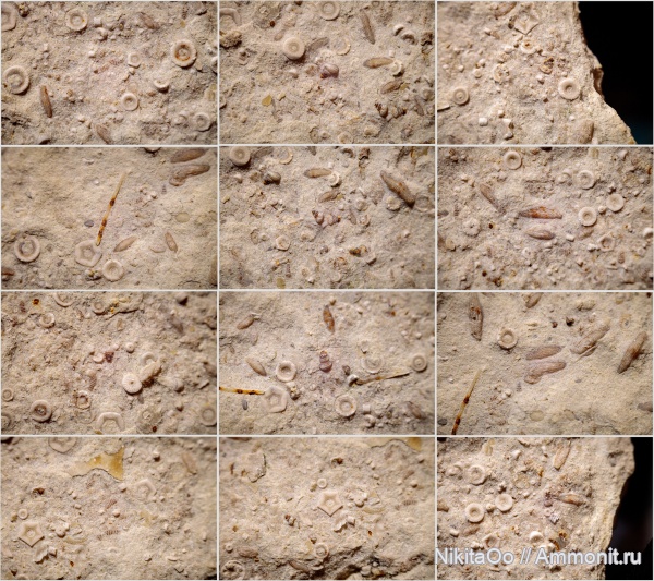 гастроподы, морские лилии, карбон, криноидеи, каменноугольный период, Самарская область, фузулиниды, Fusulinida, Gastropoda, Crinoidea, carbon