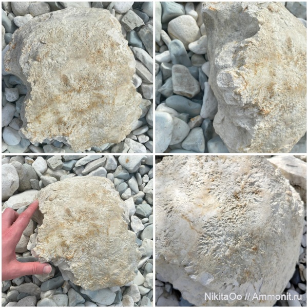 аммониты, мел, меловой период, Самарская область, Ammonites, Климовка, Климовское местонахождение