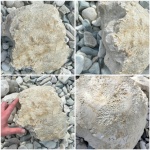 Камера гигантского верхнемелового аммонита